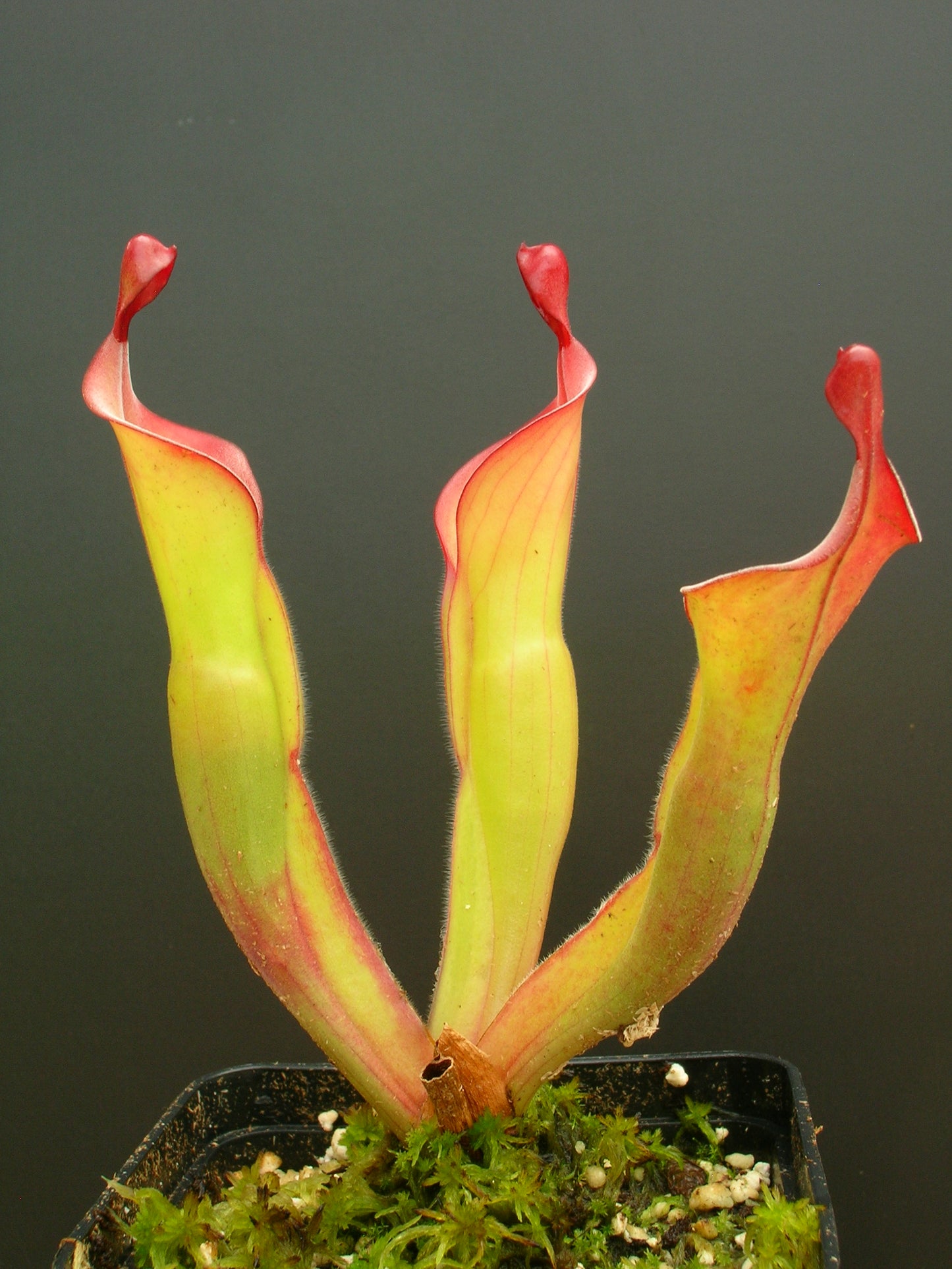 Heliamphora "Tequila"