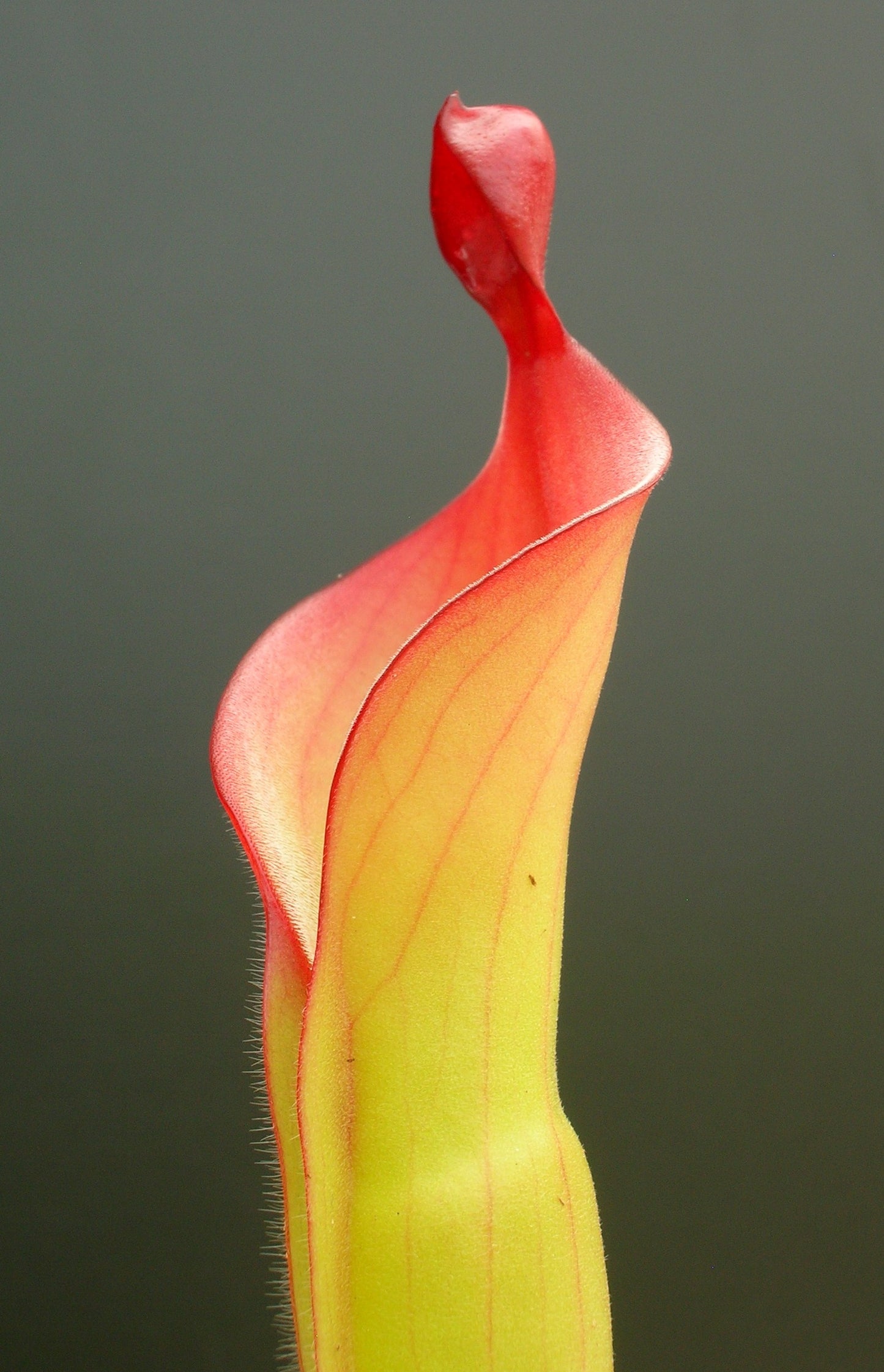 Heliamphora "Tequila"