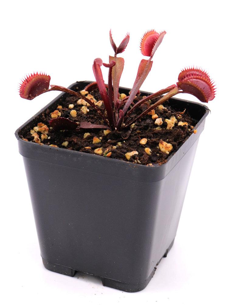 Dionaea muscipula "Trev's red dentate"