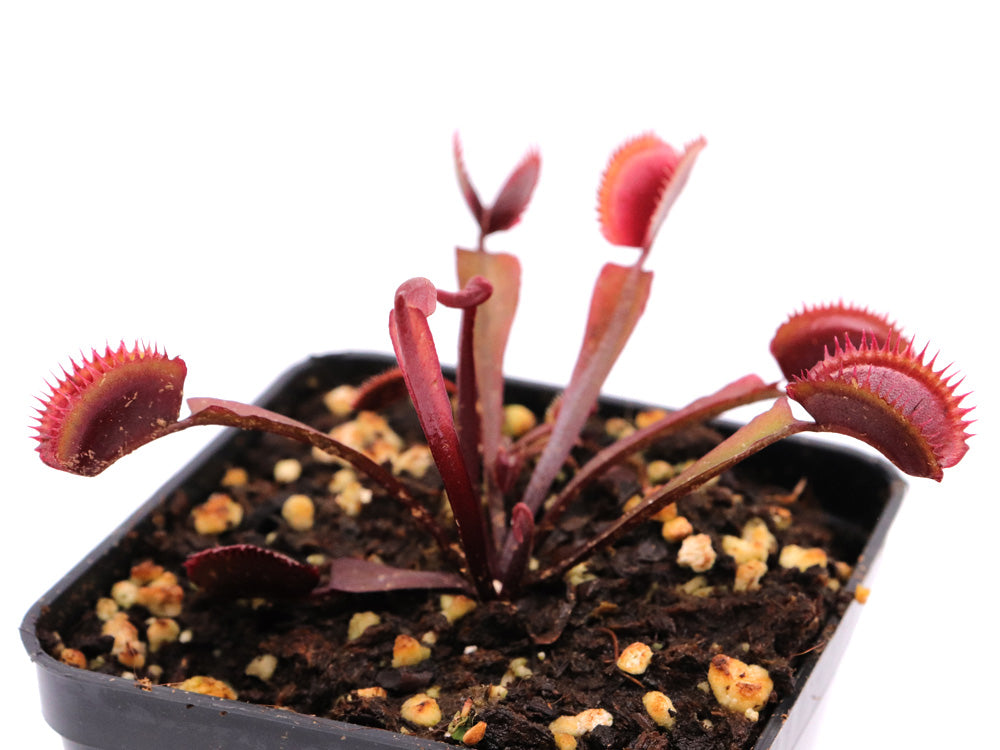 Dionaea muscipula "Trev's red dentate"