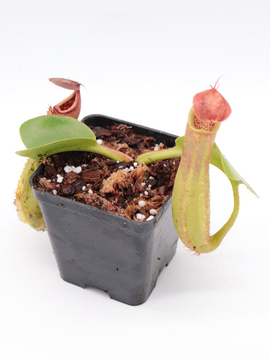 Nepenthes truncata  Mindanao, Philippines