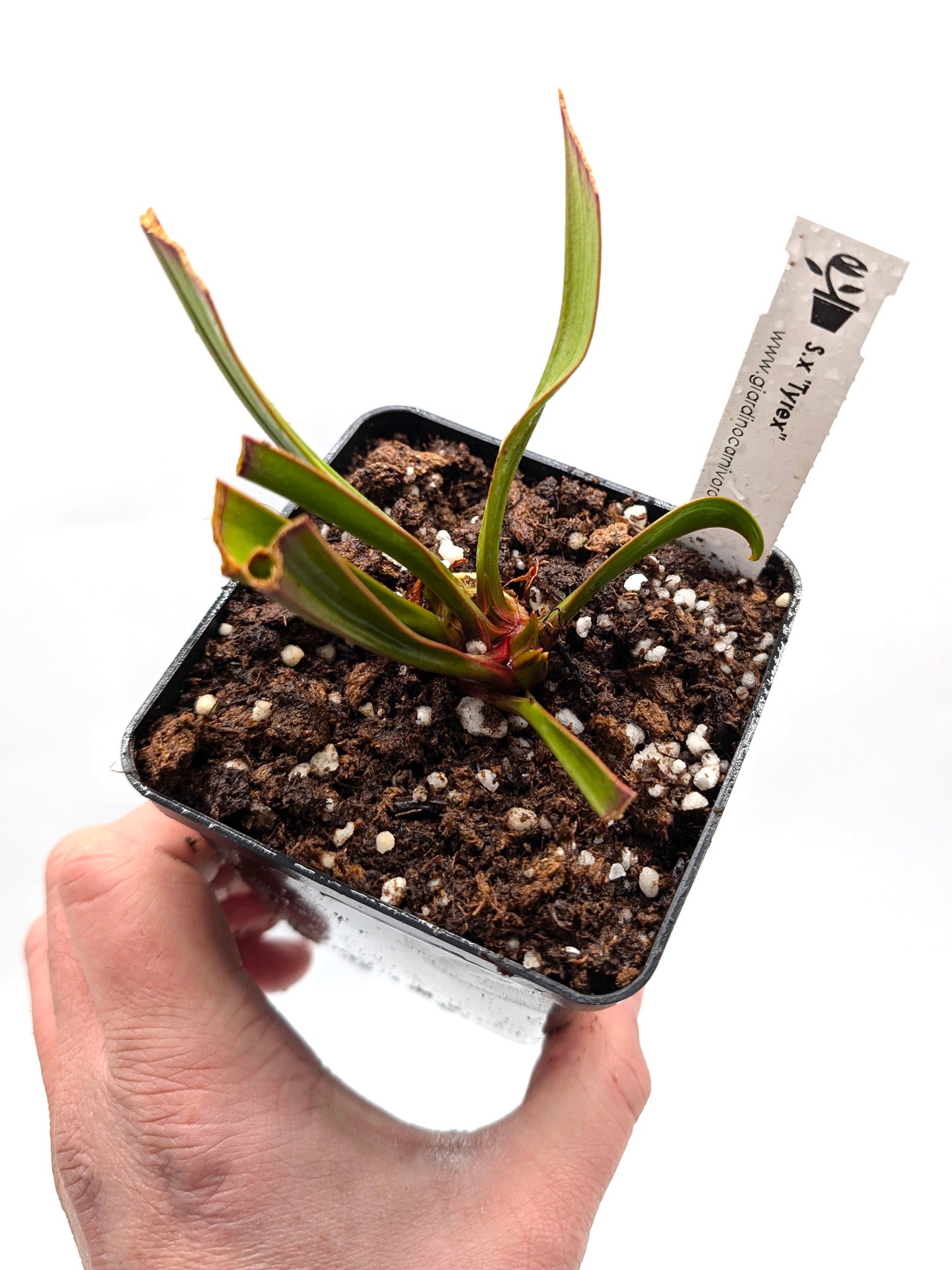 AUCTION 5 : Sarracenia "Tyrex"