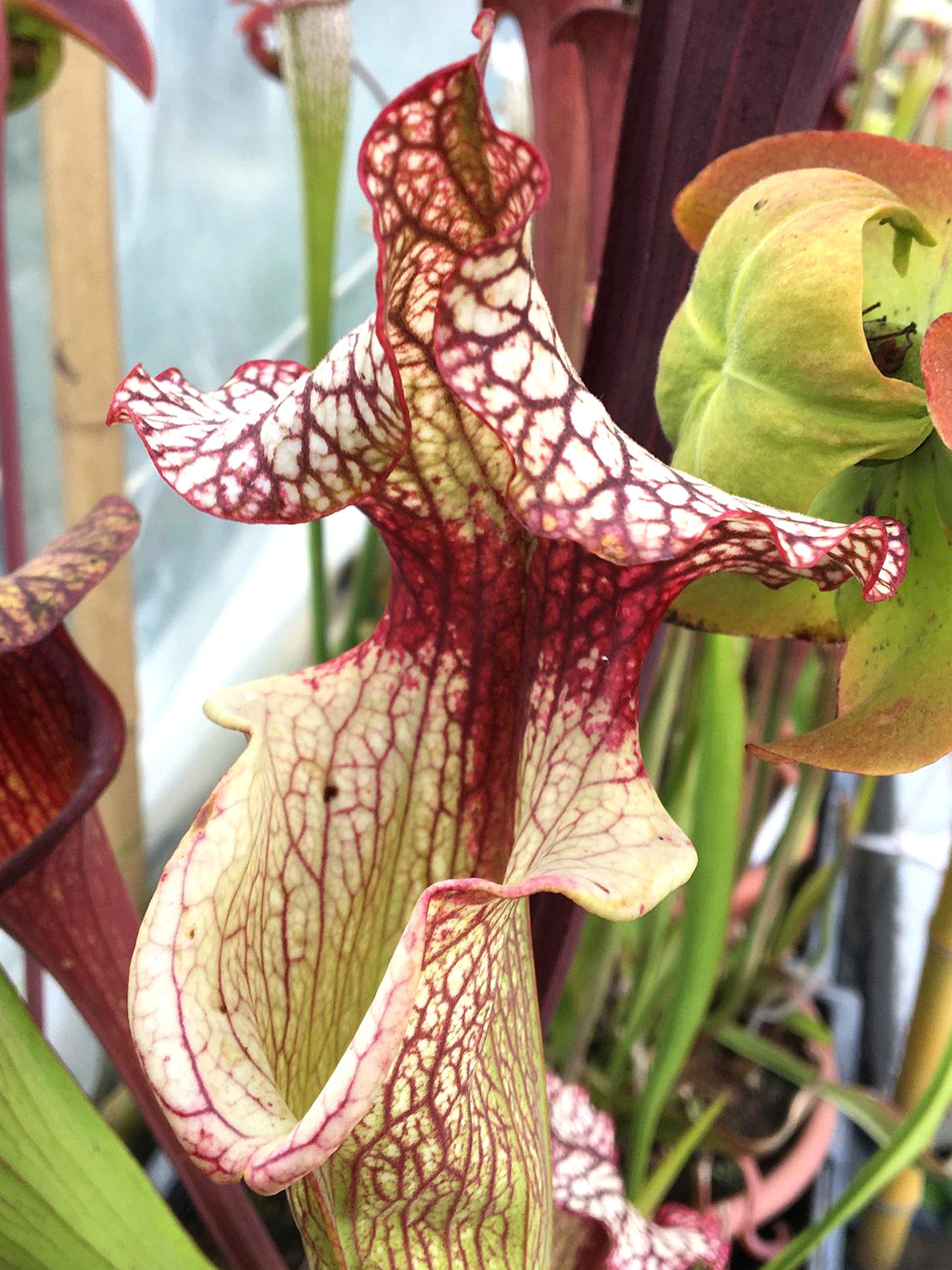 AUCTION 5 : Sarracenia "Tyrex"