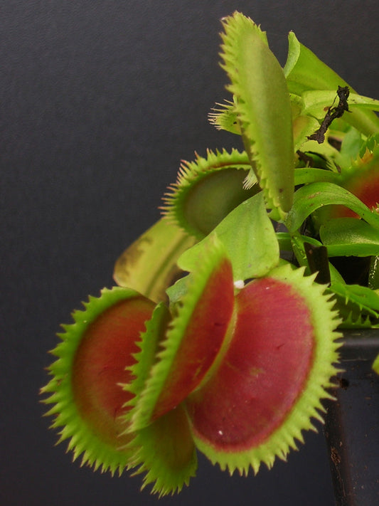 Dionaea muscipula "UK II"