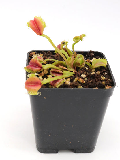 Dionaea Muscipula "Umgekrempelt"