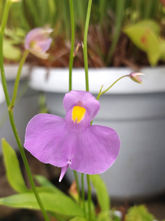 Utricularia longifolia "White Margin"  Spectacular Purple Flower