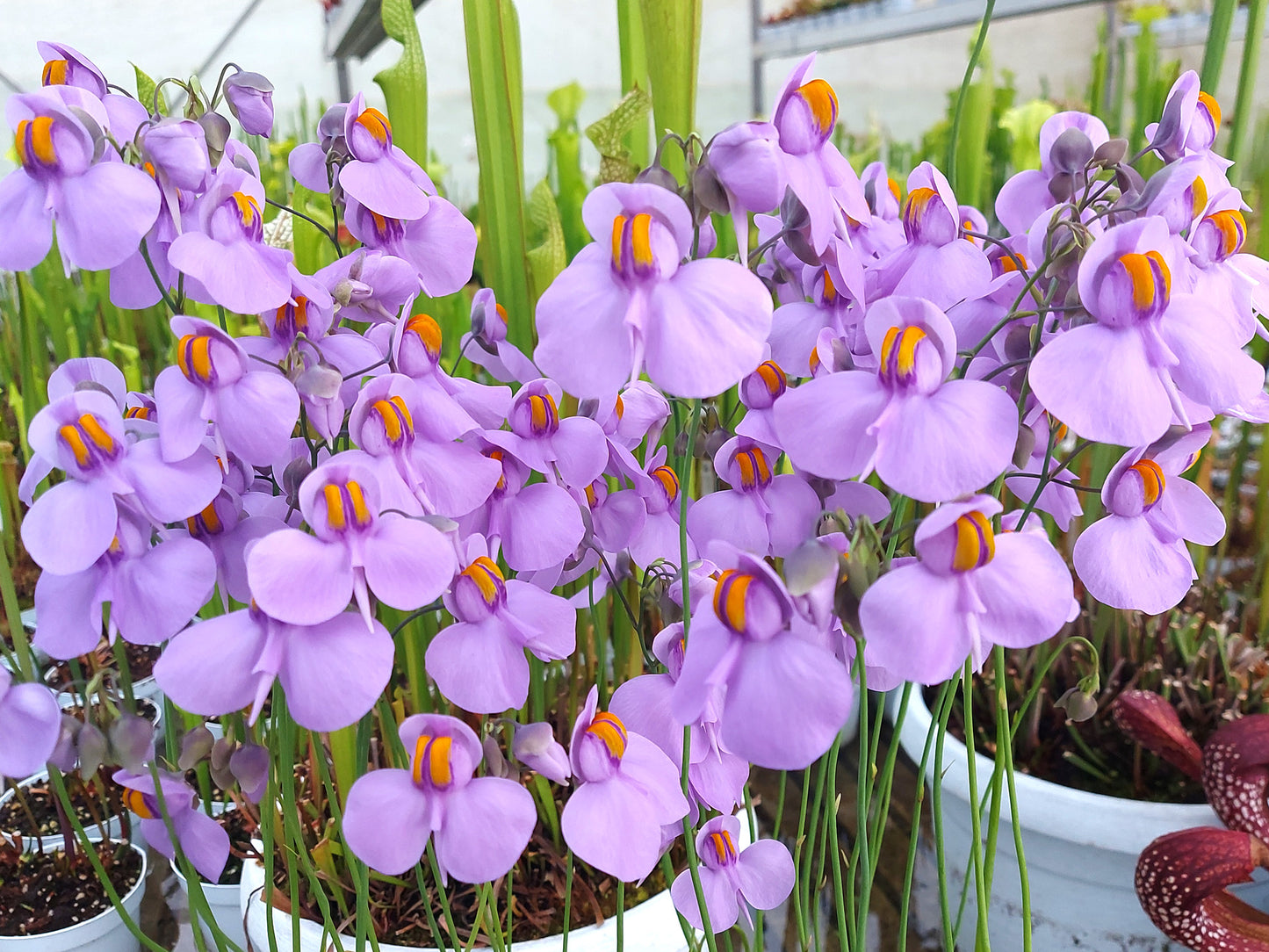 Utricularia reniformis  "Flowering clone"