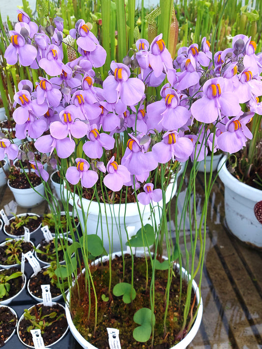 Utricularia reniformis  "Flowering clone"