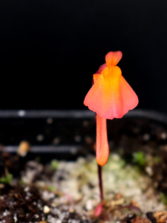 Utricularia menziesii