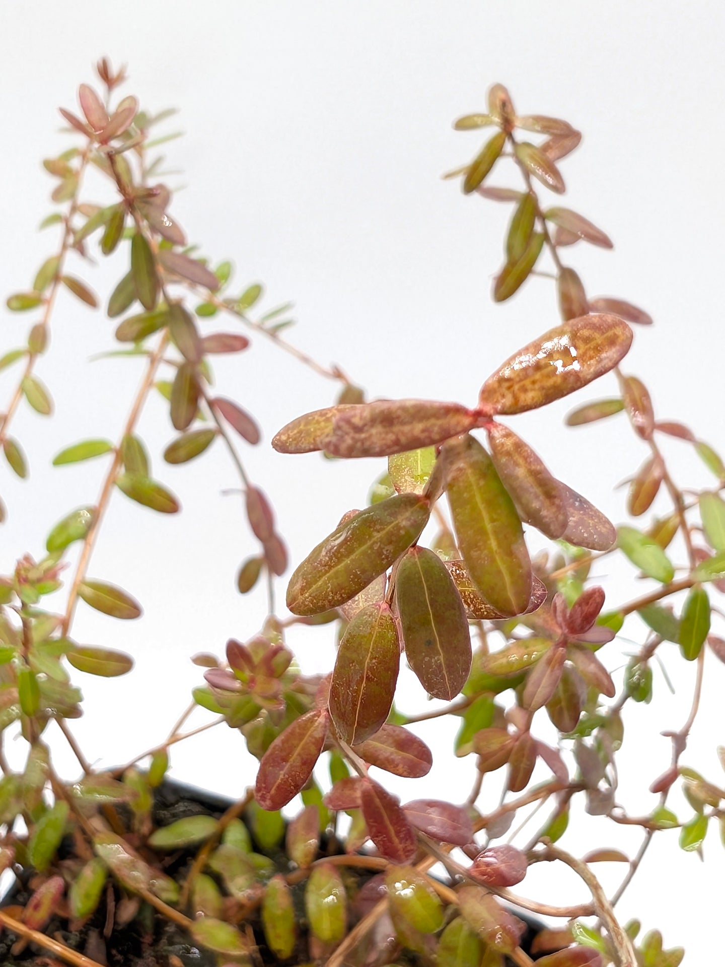 Vaccinium macrocarpon  Mirtillo Rosso Americano