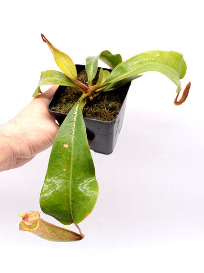 Nepenthes veitchii Bario x veitchii Sungai Samba