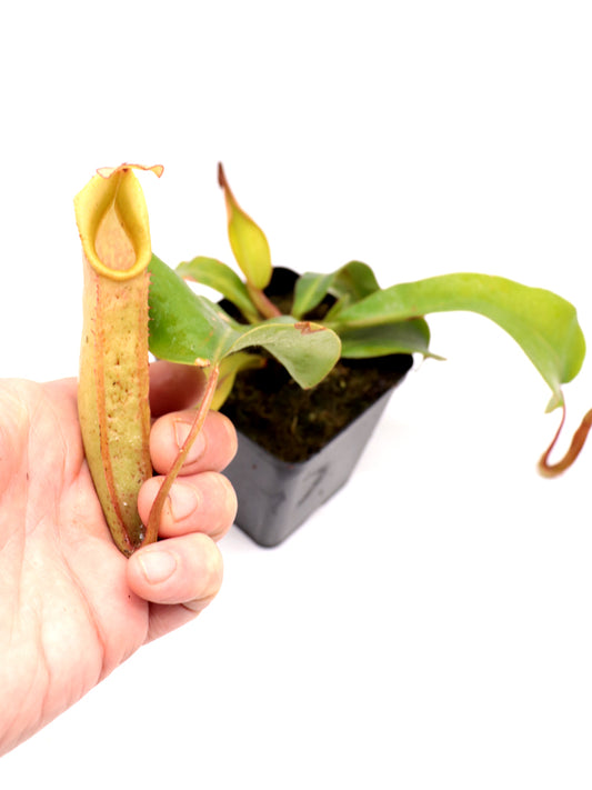 Nepenthes veitchii Sungai Samba, Borneo