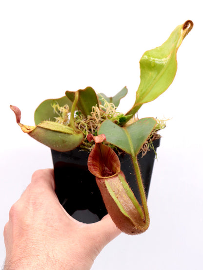 Nepenthes veitchii "striped" x "Candy striped" CK