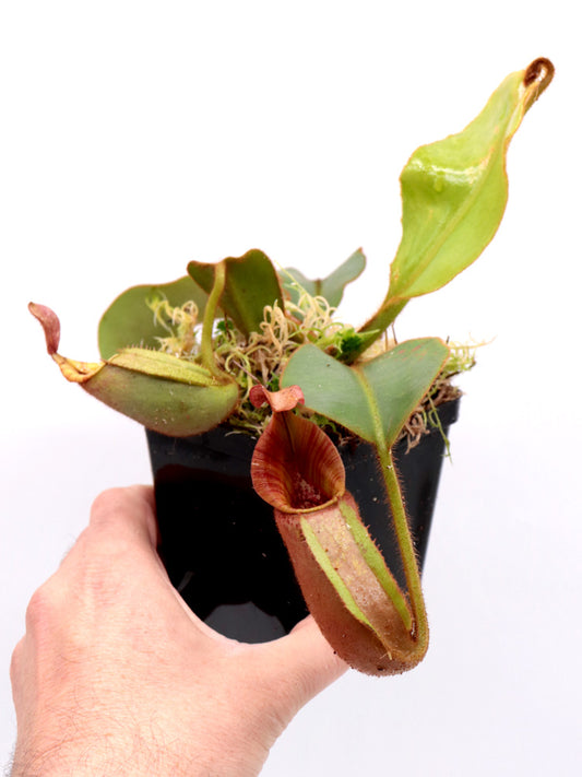 Nepenthes veitchii "striped" x "Candy striped" CK