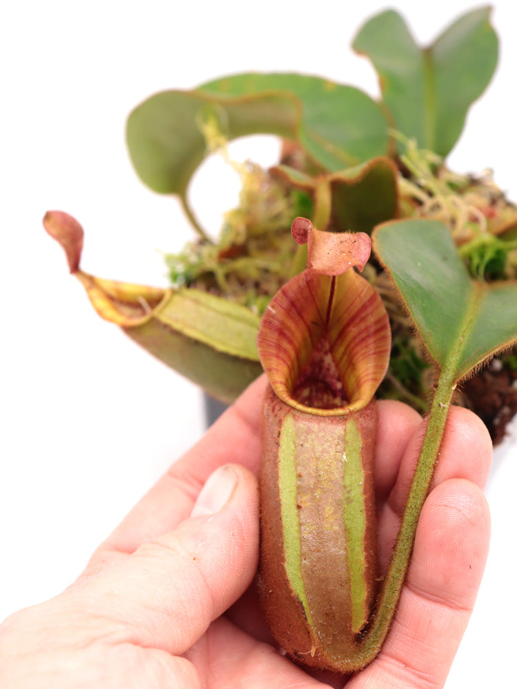 Nepenthes veitchii "striped" x "Candy striped" CK