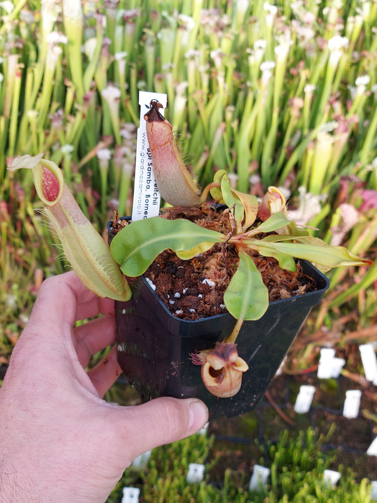 Nepenthes veitchii Sungai Samba, Borneo