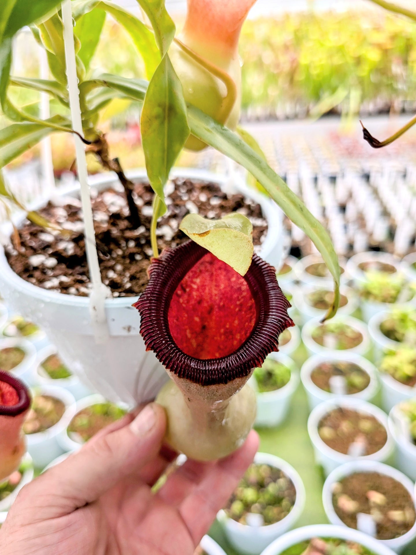 Nepenthes ventricosa "Alba"