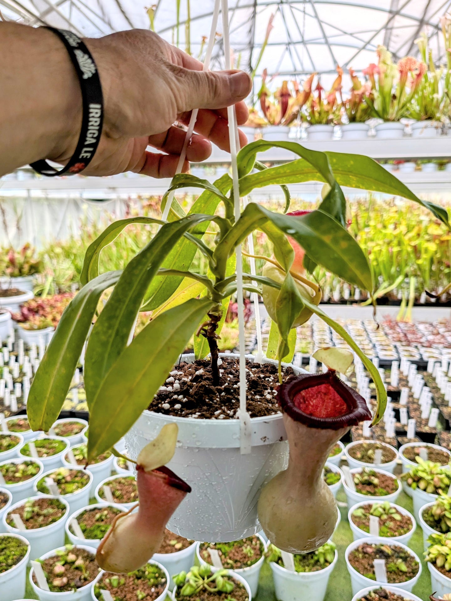 Nepenthes ventricosa "Alba"