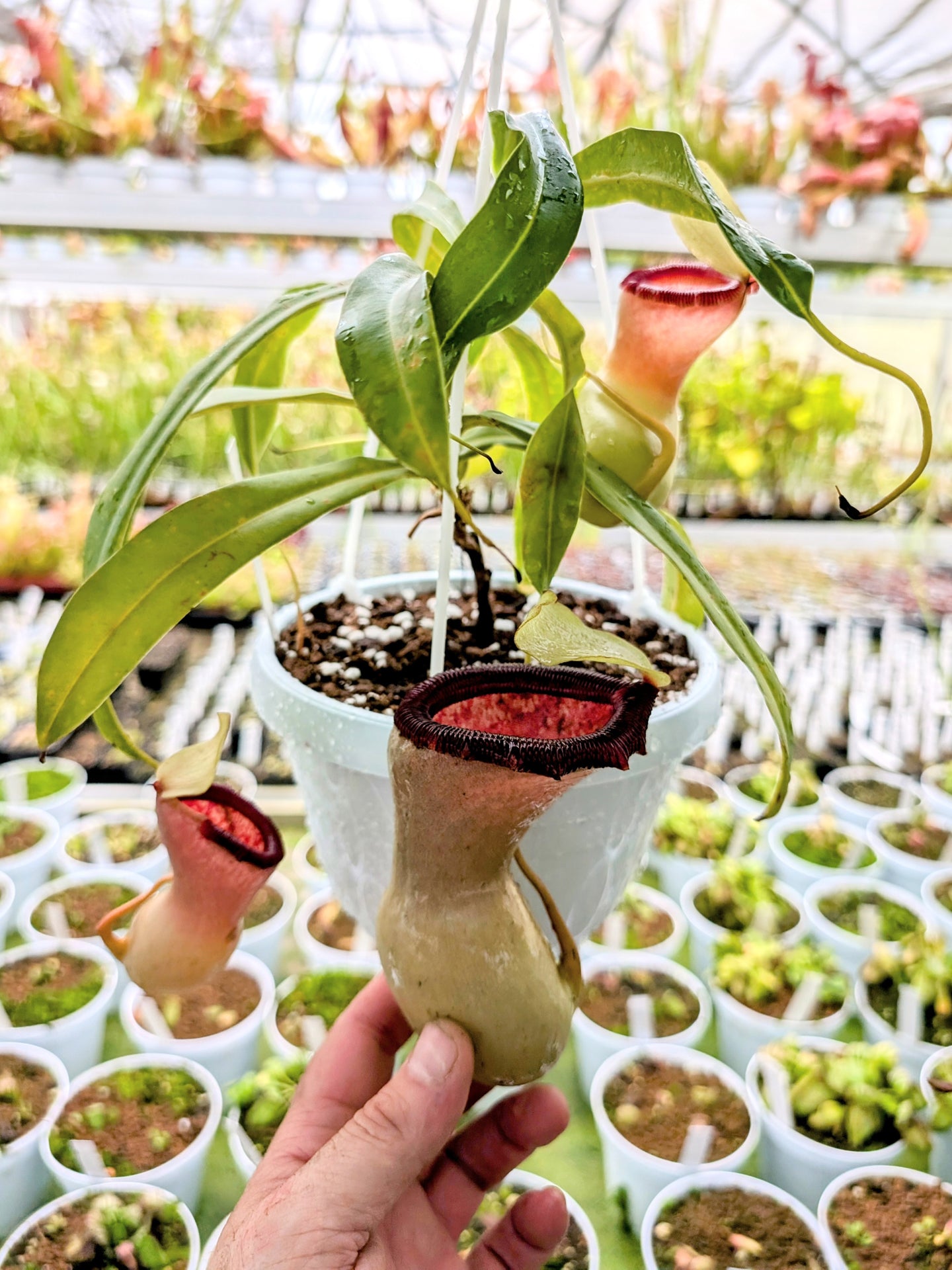 Nepenthes ventricosa "Alba"