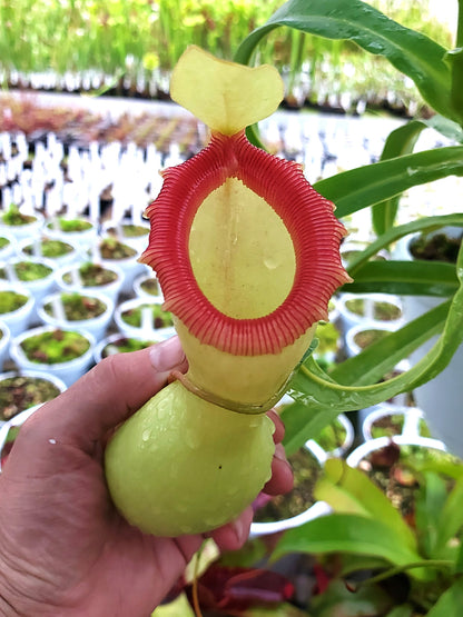 Nepenthes ventricosa "Alba"