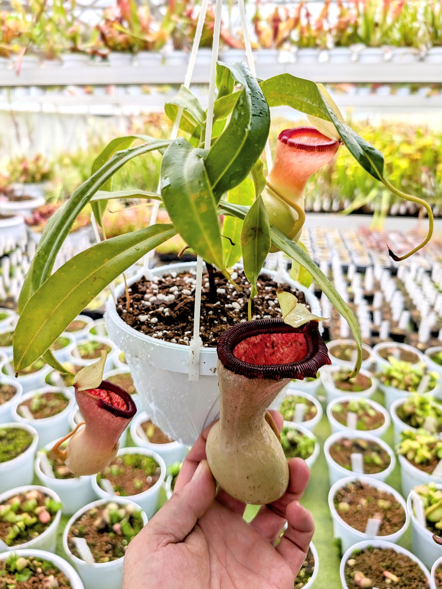 Nepenthes ventricosa "Alba"