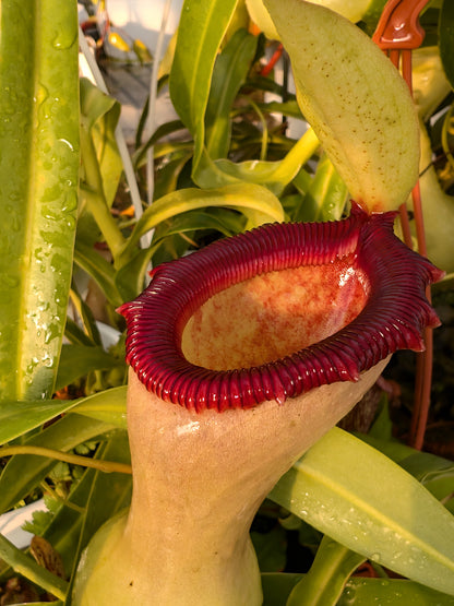 Nepenthes ventricosa "Alba"