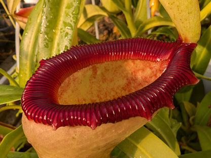 Nepenthes ventricosa "Alba"