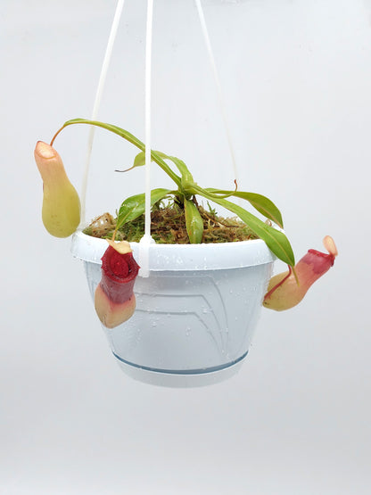 Nepenthes ventricosa "Alba"