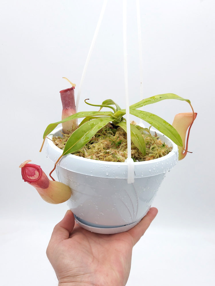 Nepenthes ventricosa "Alba"