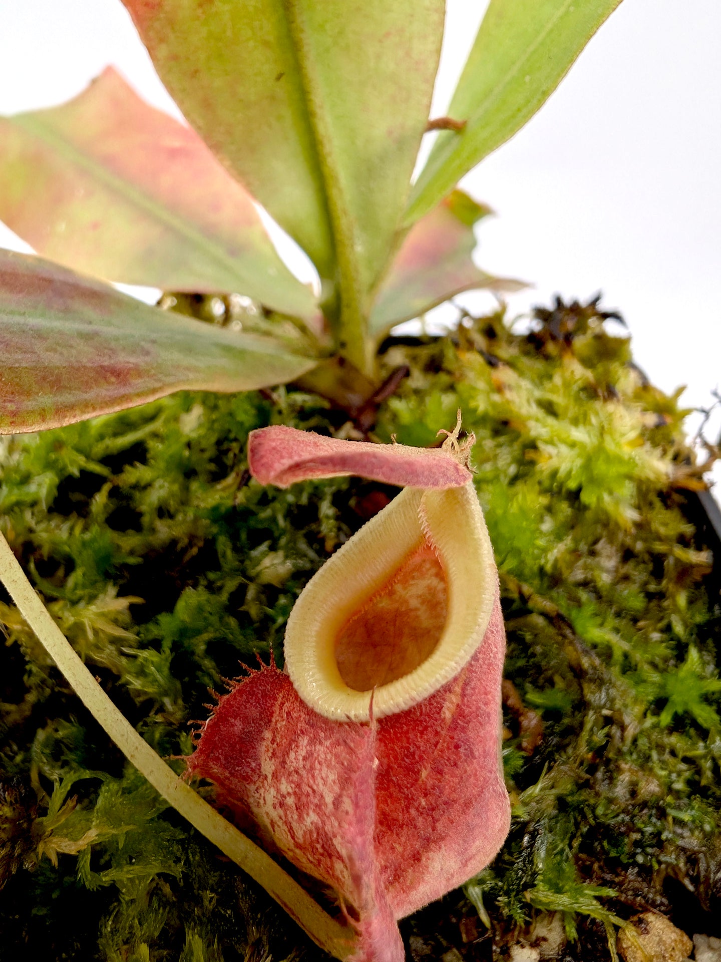 Nepenthes "Squat red form" (Viking x ampullaria) x (Viking x ampullaria)x Rafflesiana