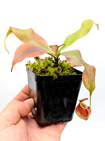 Nepenthes "Squat red form" (Viking x ampullaria) x (Viking x ampullaria)x Rafflesiana