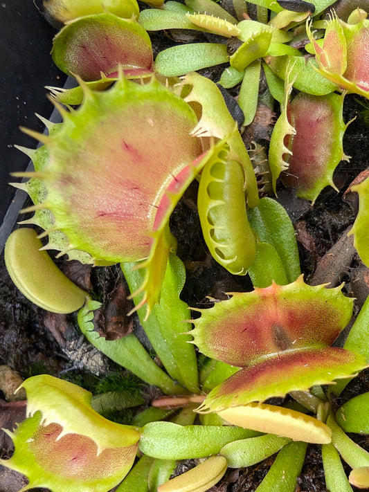 Dionaea muscipula „Villarica“