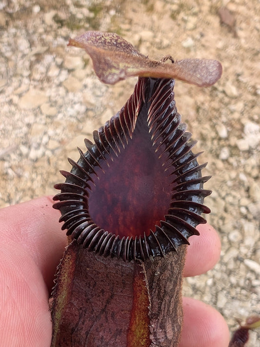 Nepenthes villosa x hamata BE-4099