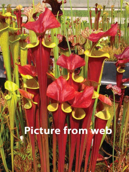 AUCTION 3 : Sarracenia 'Waccamaw'