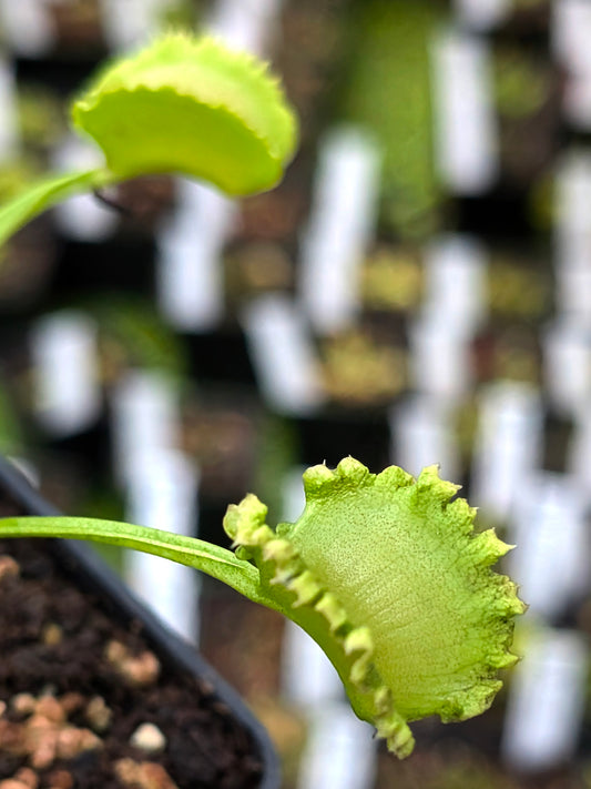 Dionaea muscipula "Wereclam"