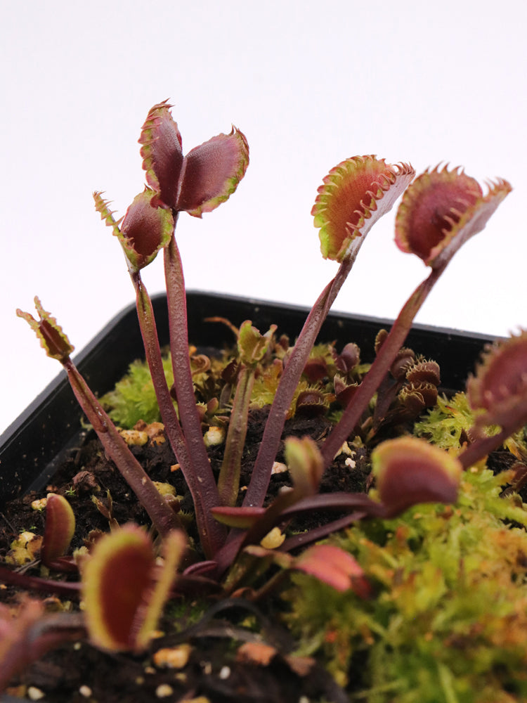 Dionaea muscipula "AR Werewolf"