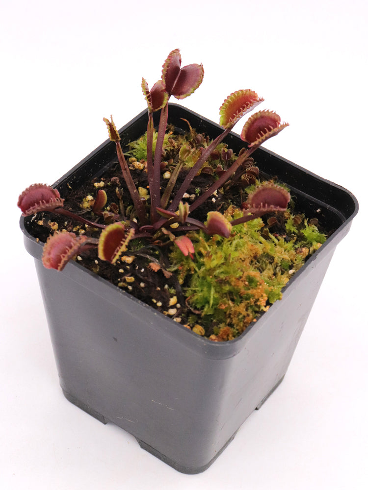 Dionaea muscipula "AR Werewolf"