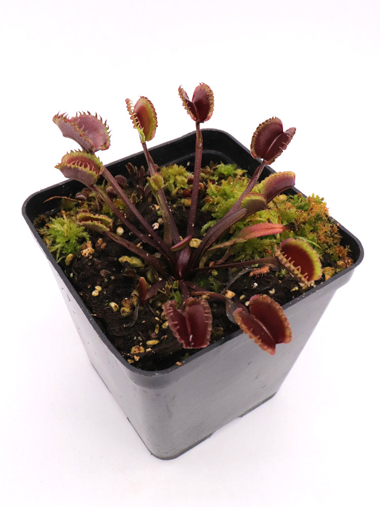 Dionaea muscipula "AR Werewolf"