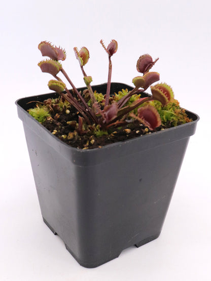 Dionaea muscipula "AR Werewolf"