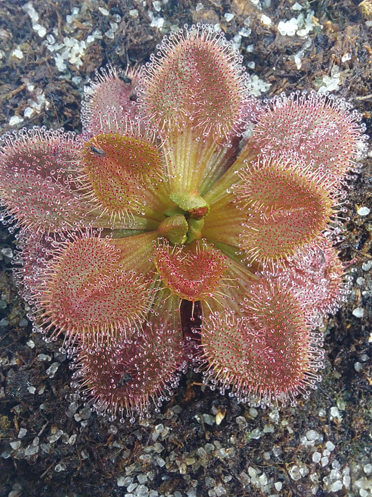 Drosera aberrans Jessica Ruby