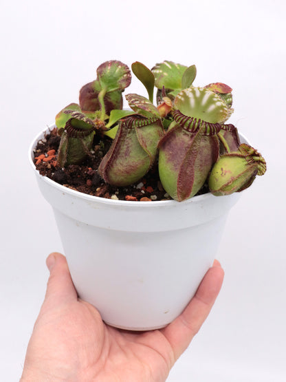 Cephalotus follicularis „Wilhelma“