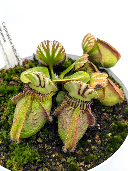 Cephalotus follicularis „Wilhelma“