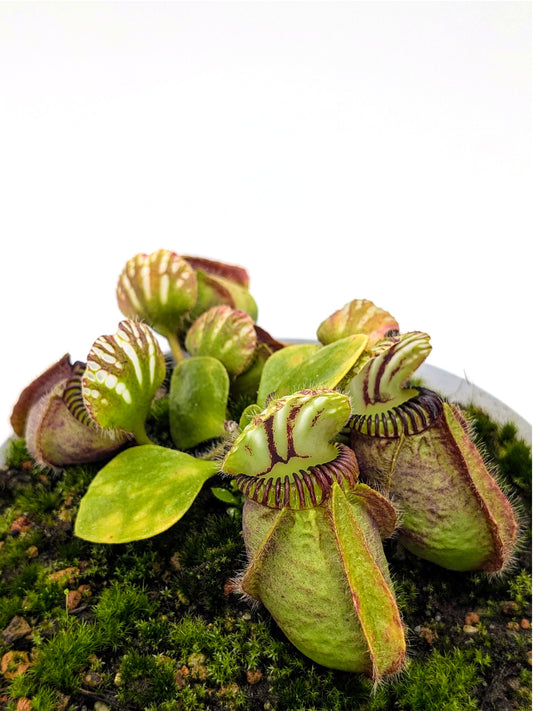 Cephalotus follicularis „Wilhelma“