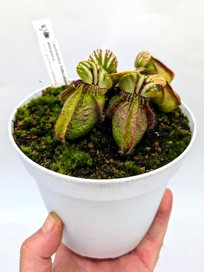 Cephalotus follicularis „Wilhelma“