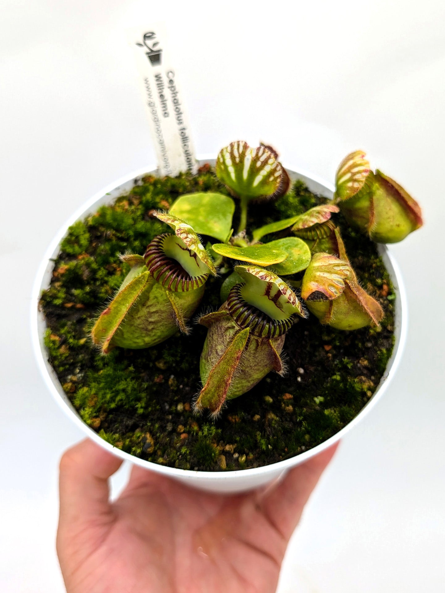 Cephalotus follicularis „Wilhelma“