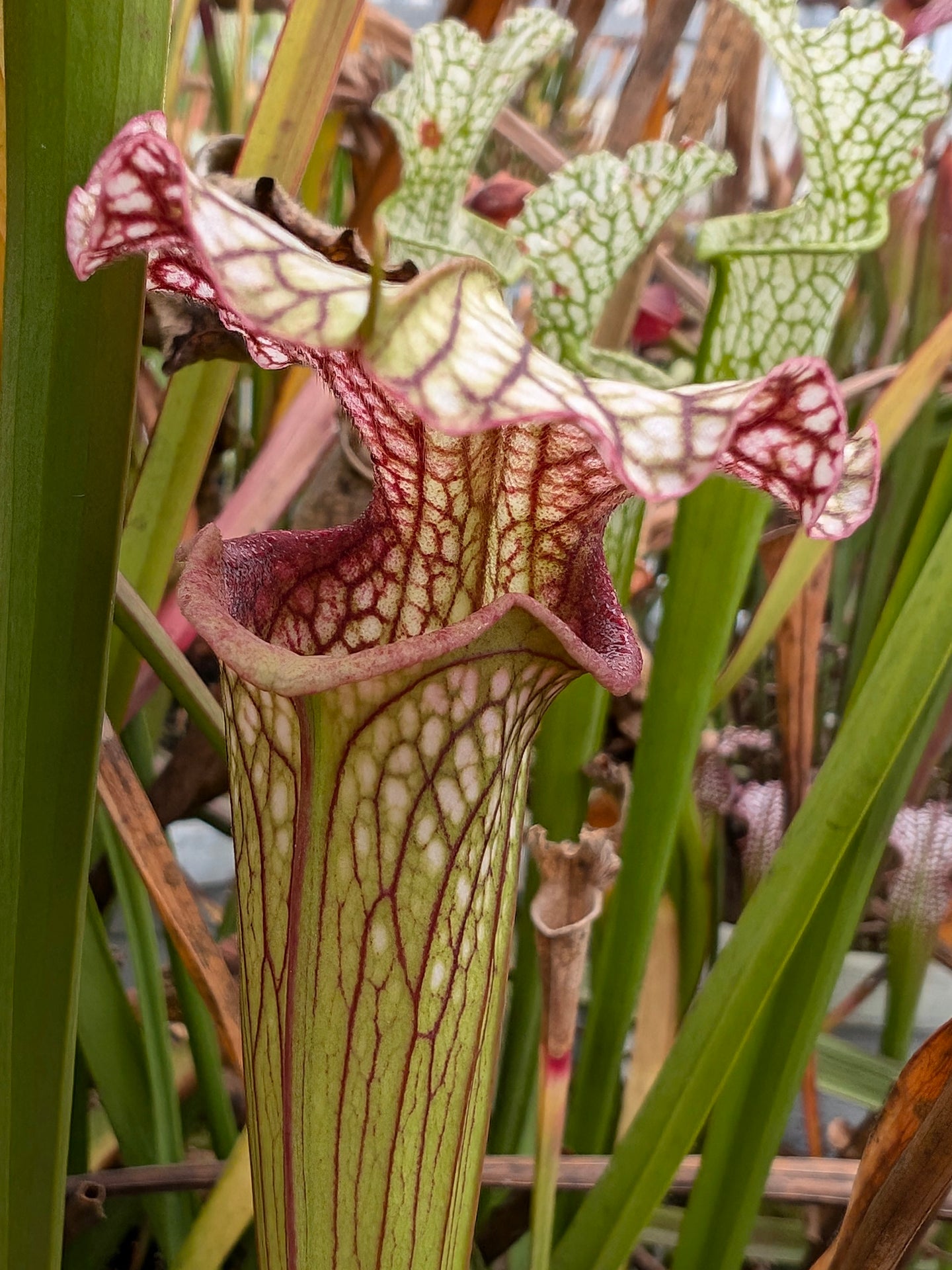 Sarracenia "Winter Viper"