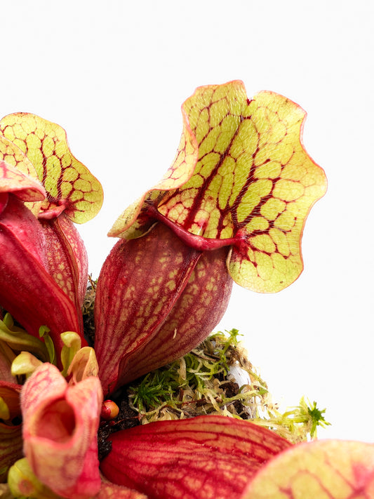 Sarracenia purpurea ssp. venosa „Yellow Flower“ x „Belly of Blood“