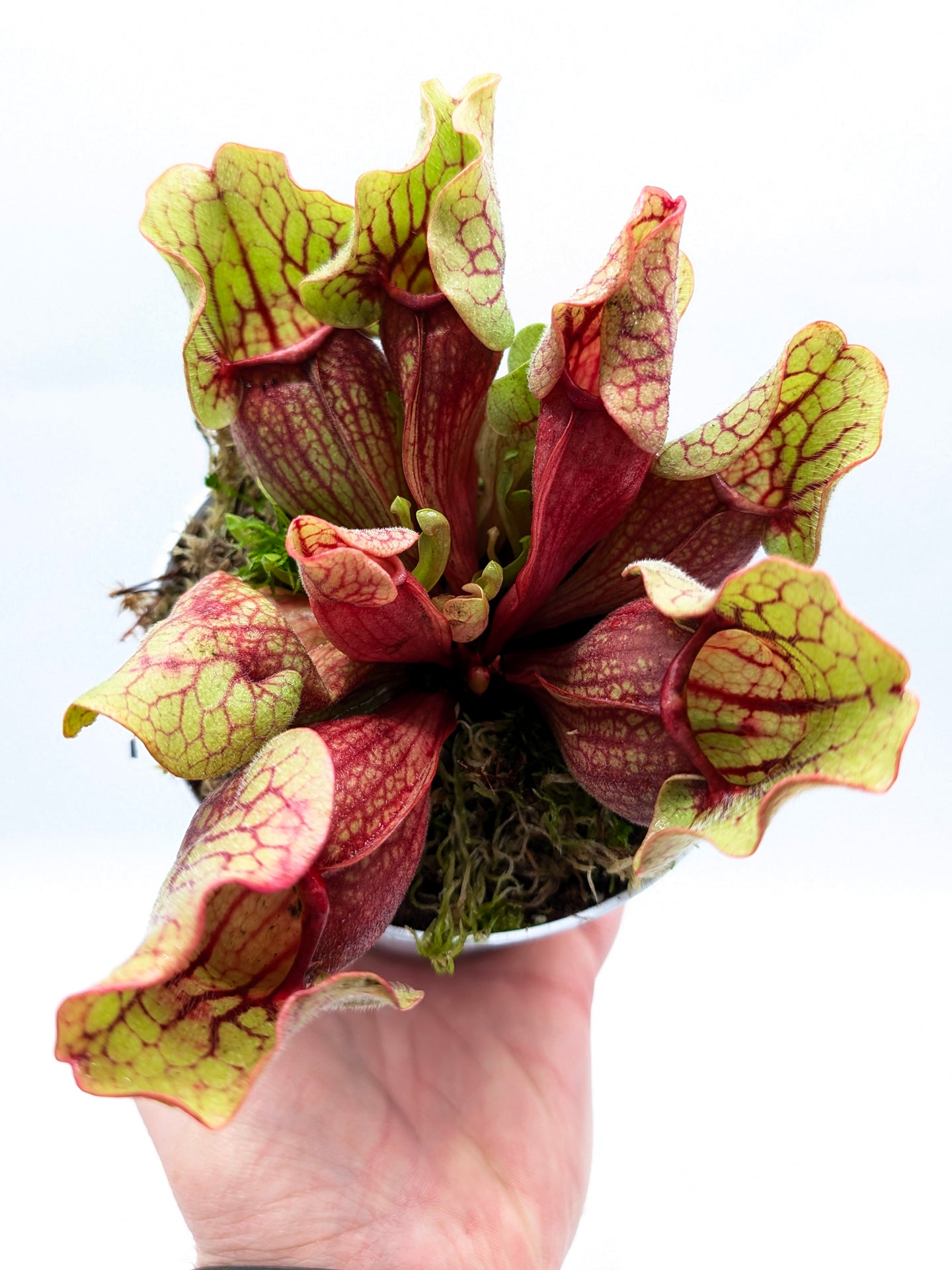 Sarracenia purpurea ssp. venosa "Yellow Flower" x "Belly of Blood"