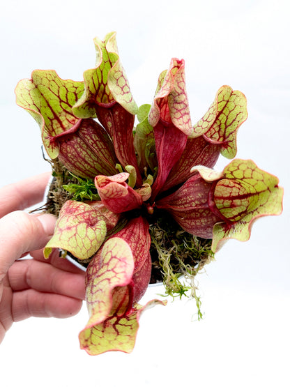 Sarracenia purpurea ssp. venosa "Yellow Flower" x "Belly of Blood"