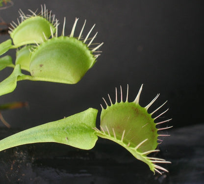 Dionaea muscipula "Yellow fused tooth"